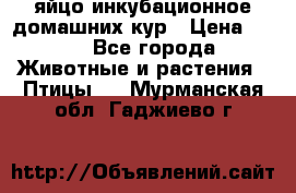 яйцо инкубационное домашних кур › Цена ­ 25 - Все города Животные и растения » Птицы   . Мурманская обл.,Гаджиево г.